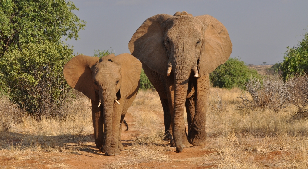 Elephants