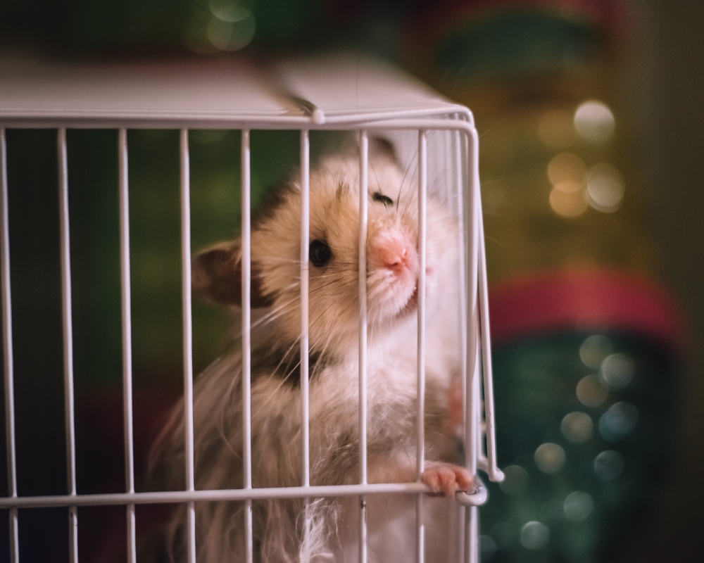 Hamster in a Cage