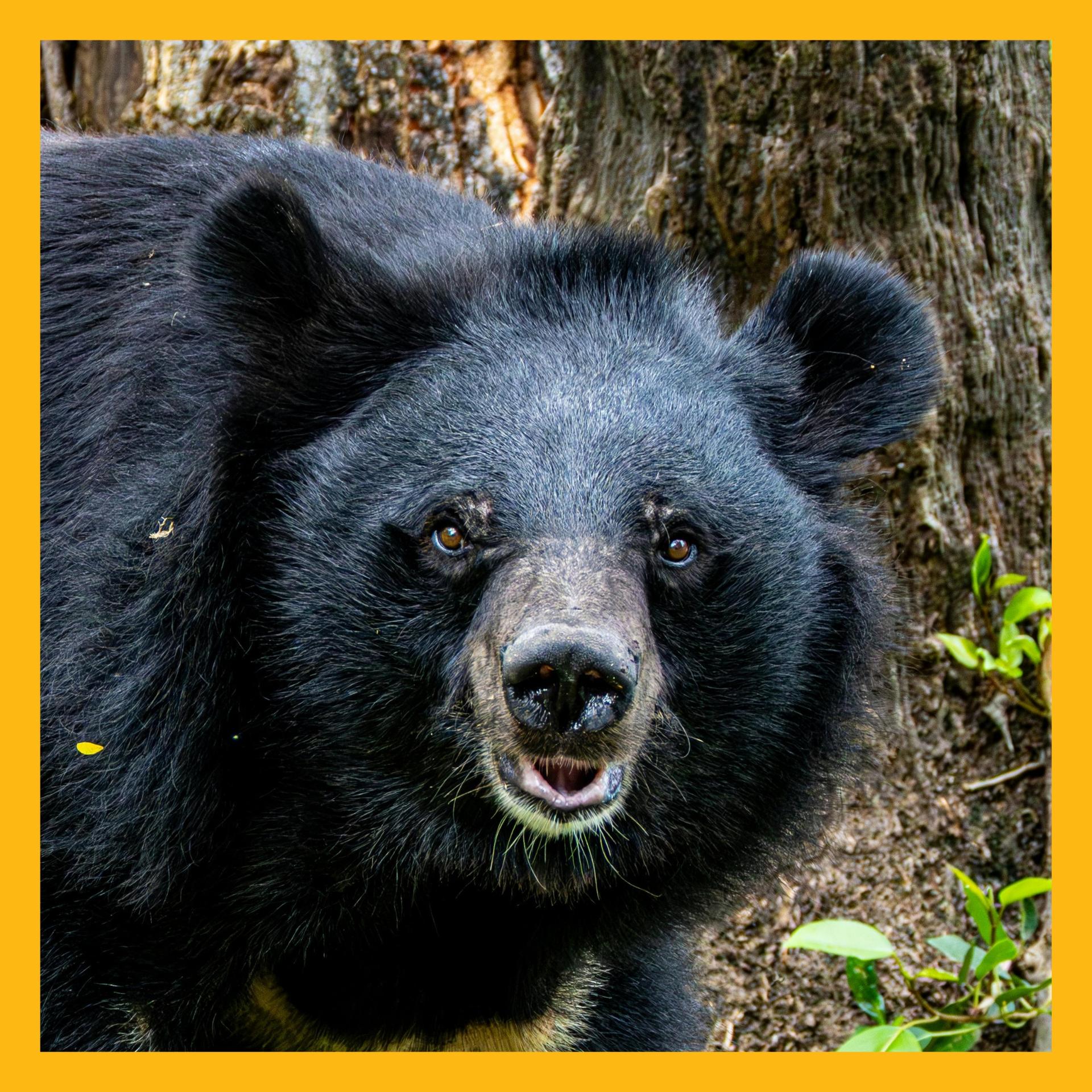 Bear