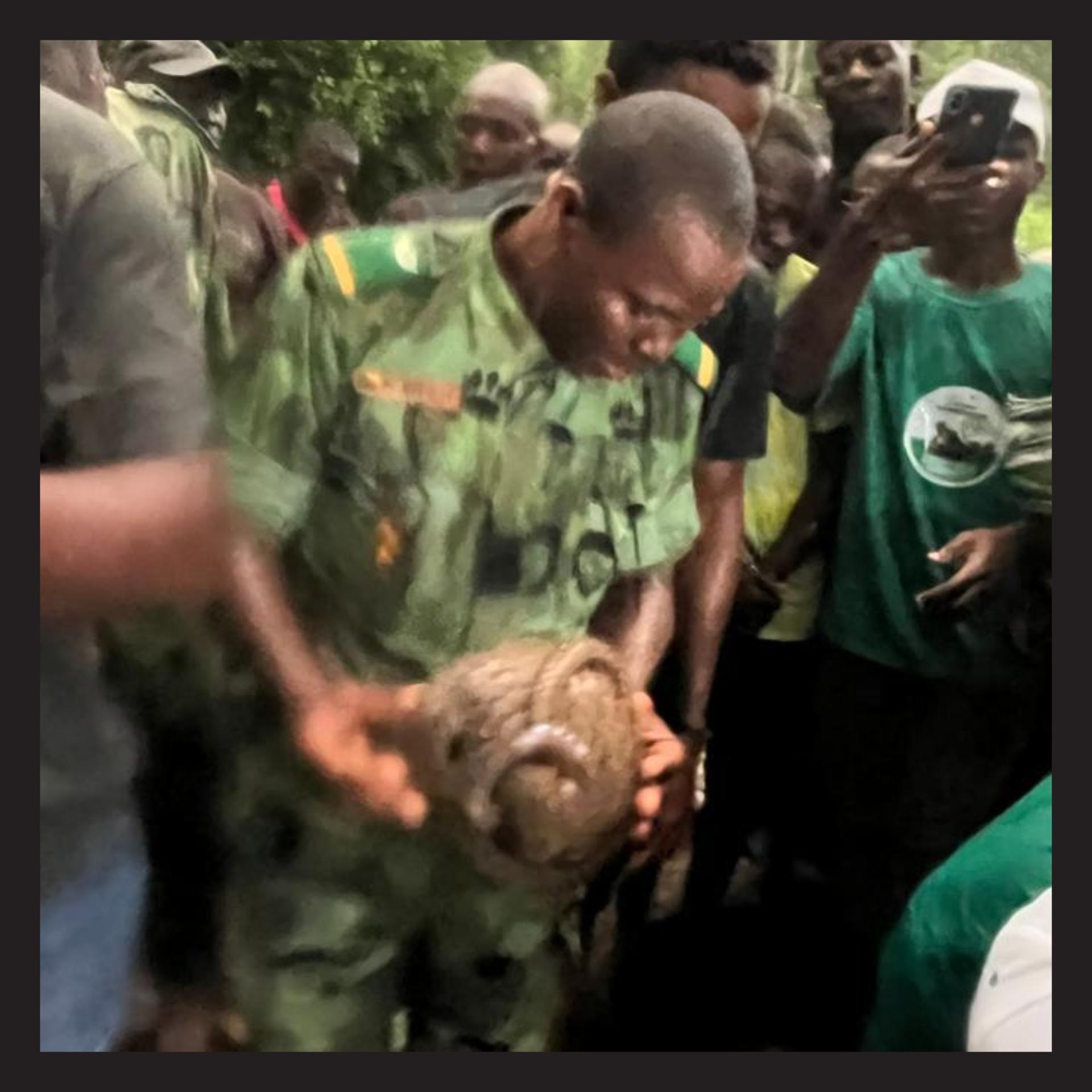 Pangolin rescue and release