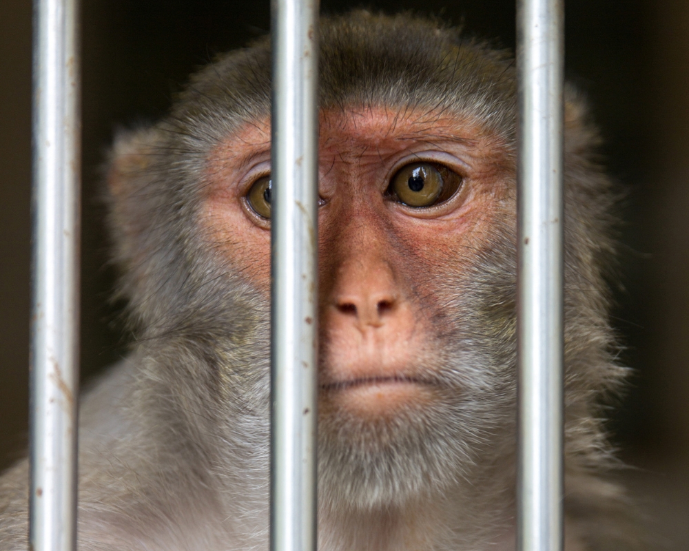 Caged Macaque