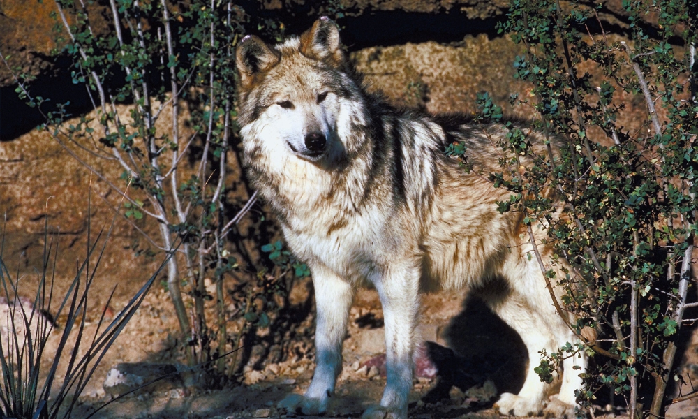 Mexican Gray Wolf