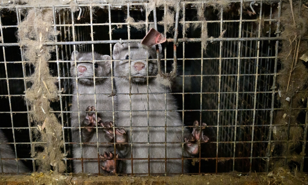 Caged Mink