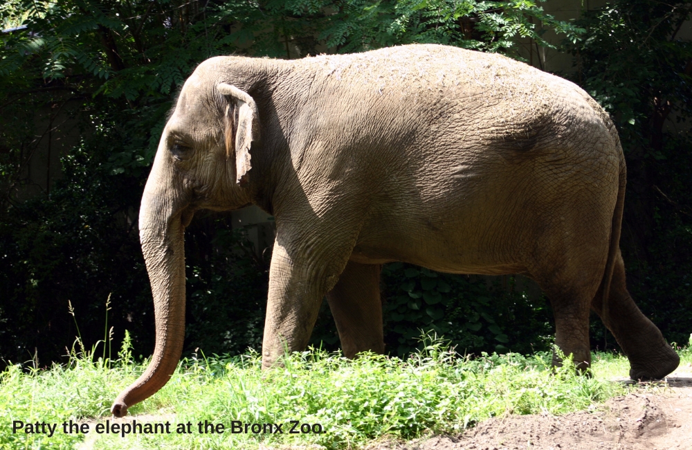 Patty the Elephant