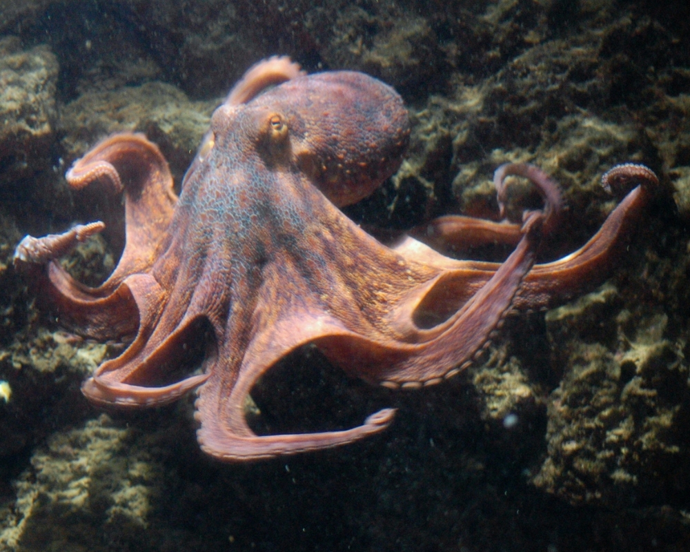 Octopus