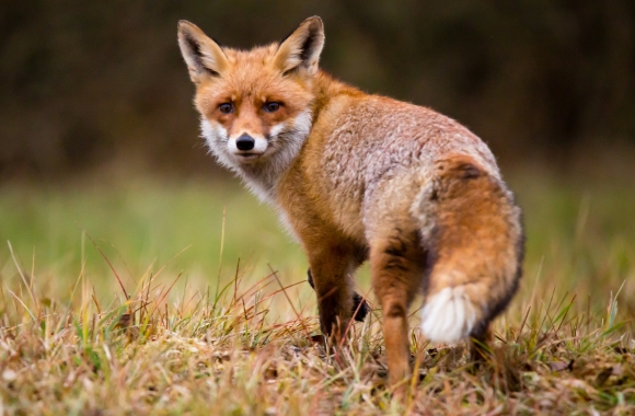 Fox