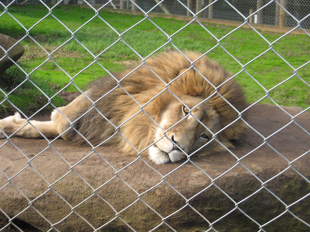 Unhappy Lion in a zoo