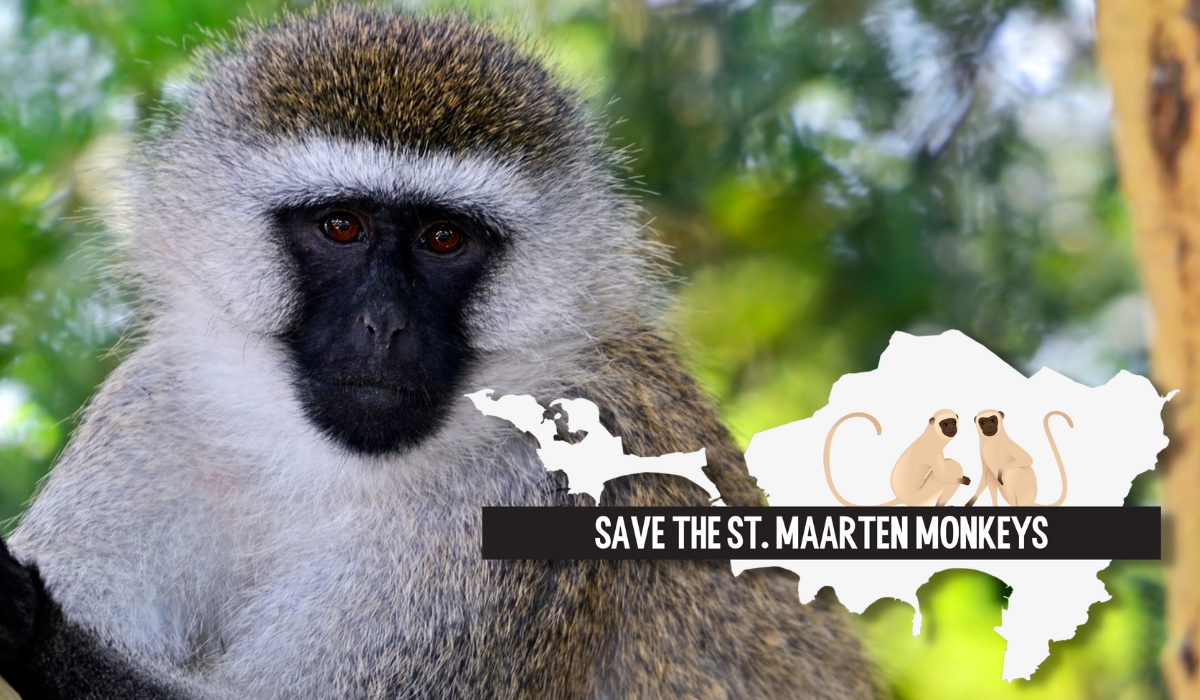 Save the St. Maarten Monkeys!