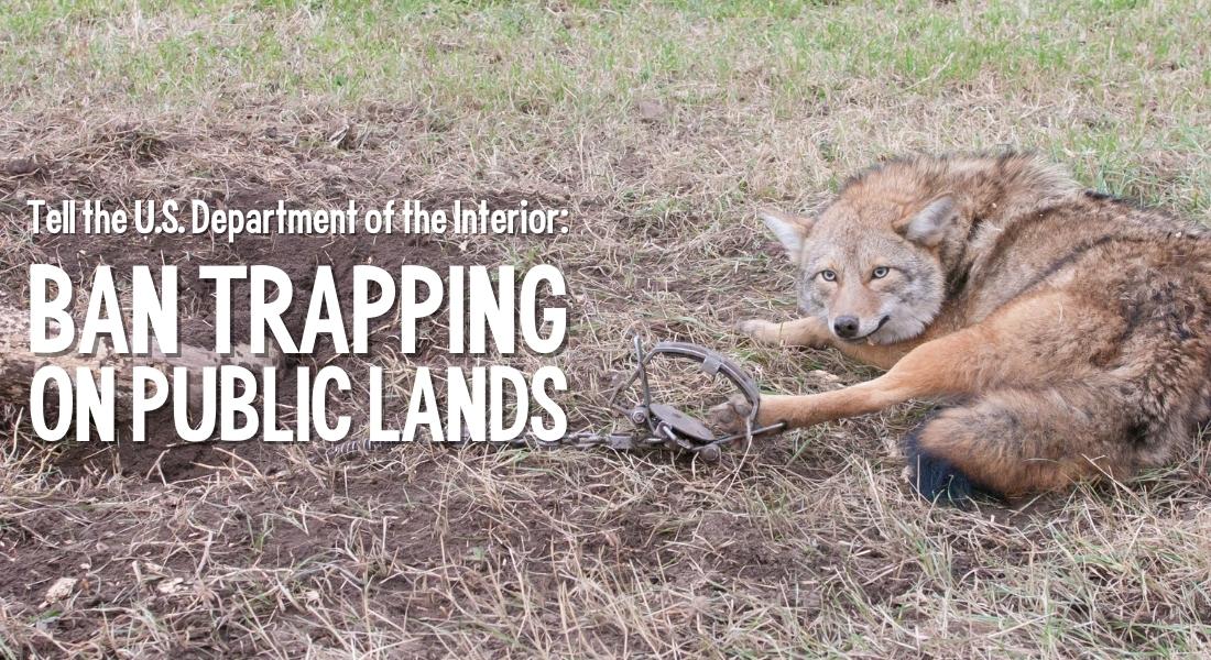 Tell the DOI: Ban Trapping on Public Lands!