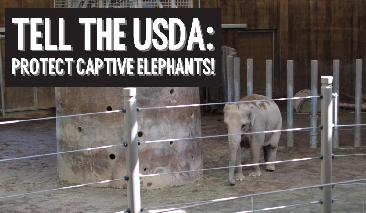 Tell the USDA: Protect Captive Elephants!