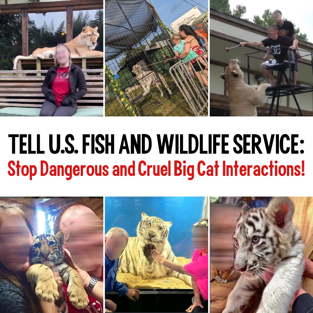 Tell USFWS to Stop on Dangerous and Cruel Big Cat Interactions!