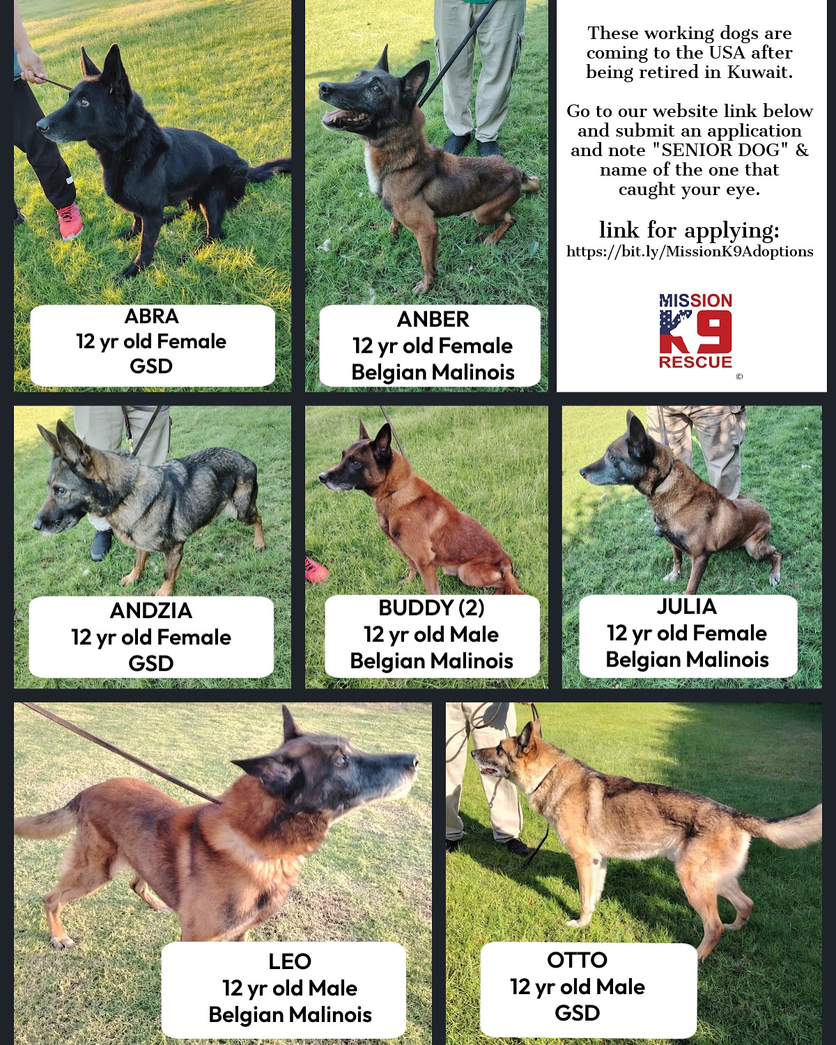 Senior Working Dogs For Adoption