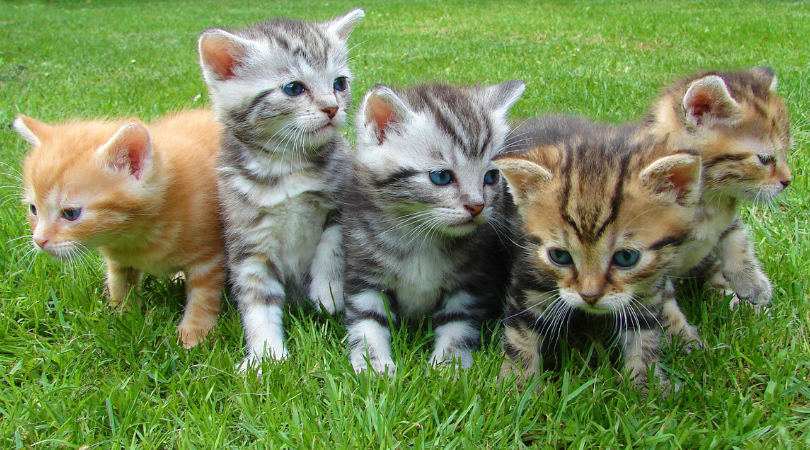 Kittens in grass